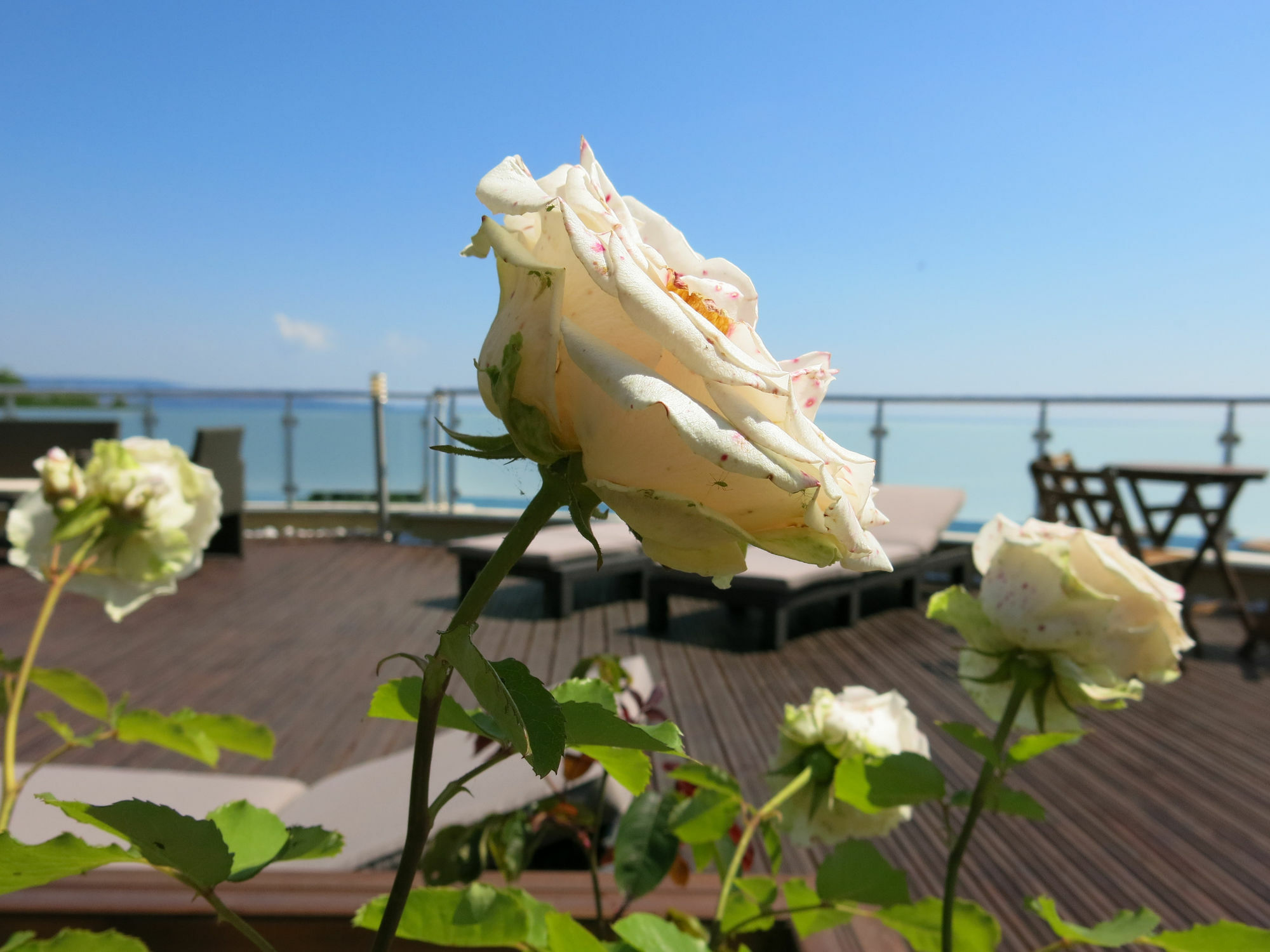 Family Hotel Albizia Beach Varna Bagian luar foto